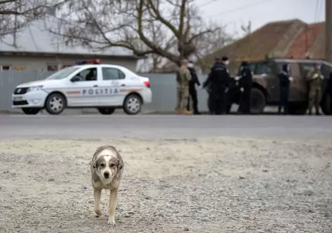 Gest șocant al unui tânăr din Timiș. A bătut fără milă un pui de cățel și apoi l-a ucis cu ciocanul