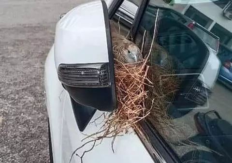 POZA ZILEI | Locul inedit în care o pasăre și-a făcut cuib