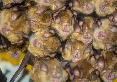 Și în România există lilieci purtători de coronavirusuri. Cercetătorii ne explică de ce nu sunt periculoși și de ce nu trebuie uciși