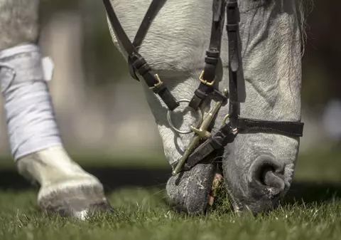 Un cal furat în Suceava a ajuns înapoi la proprietar pentru că avea obiceiul să muște