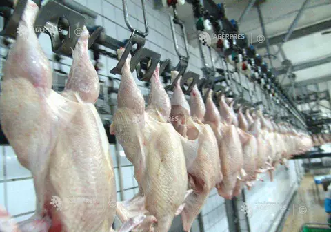 21 de tone de carne de pasăre, contaminată cu Salmonella. Produsele au ajuns pe rafturile magazinelor din Ilfov și Bihor