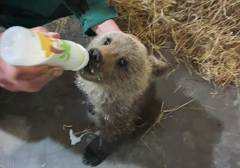 Poveste tristă pentru o familie de ursuleți de la poalele Munților Făgăraș. Doar un pui a putut fi salvat și dus în sanctuarul de la Zărnești