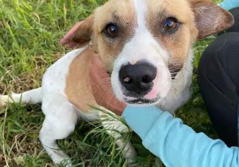 Anchetă într-o localitate din Timiș după ce mai multe animale au fost otrăvite