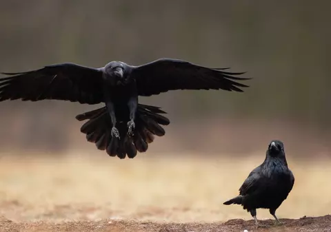 Cioara și corbul  - Curiozități și lucruri interesante despre aceste păsări