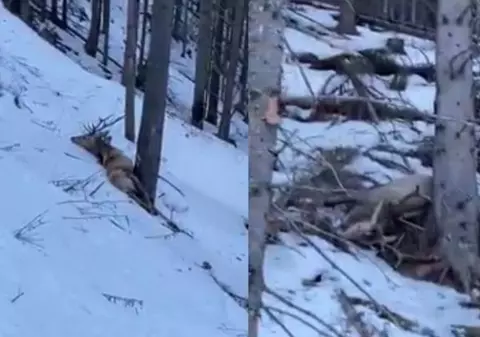 VIDEO  | Imagini revoltătoare în Suceava. Doi cerbi, împușcați de braconieri. Vânătorii, căutați de poliție