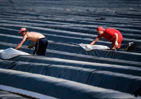 30 de români care lucrează la o fermă în Marea Britanie, depistați cu coronavirus