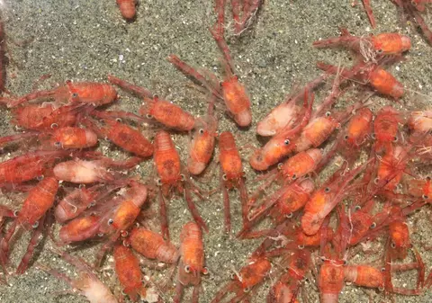 Plaje din Noua Zeelandă, înroşite de milioane de homari eşuați