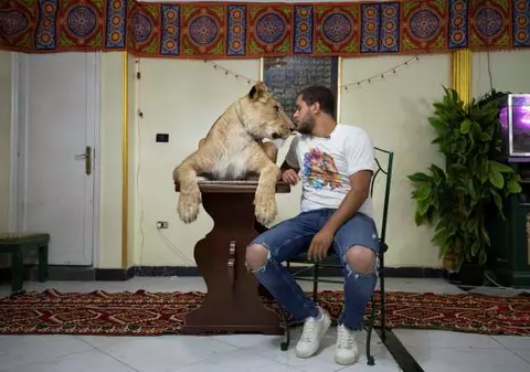 Un dresor de animale din Egipt a mutat circul în propriul apartament. A dus un leu în locuința din Cairo și a filmat un spectacol
