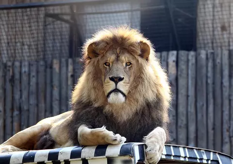 Grădina Zoologică din Băneasa și-a revenit rapid din criză: 3.000 de vizitatori în primul weekend de după “urgență”