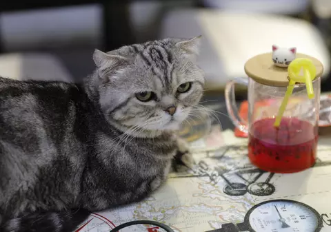 În Australia, pisicile domestice ucid, anual, circa 300 de milioane de animale native