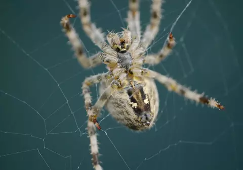 S-au lăsat înțepați de un păianjen "Văduva neagră", crezând că vor căpăta superputeri ca Spider Man. Cum s-a terminat totul