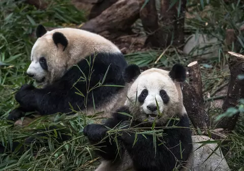 O grădină zoologică din Canada trimite doi panda înapoi în China, deoarece nu are suficient bambus ca să-i hrănească