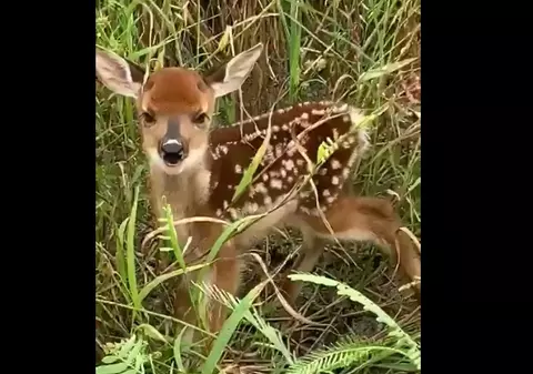 Un pui de cerb a fost filmat în timp ce îşi striga mama în Parcul Naţional Semenic
