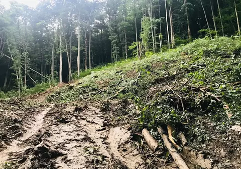 Senatorul Mihai Goțiu: “Parcul Național Cheile Nerei - Beușnița, distrus cu buldozerele și drujbele”