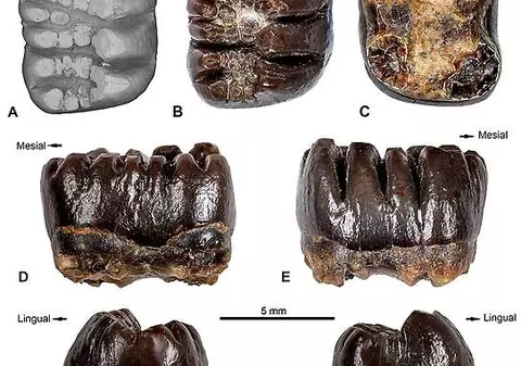 Dinţi de mamifer cu o vechime de 74 de milioane de ani, descoperiţi în Patagonia