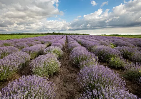 Lumea merge înainte și dincolo de COVID-19: Cum a reușit Bulgaria să întreacă Franța la producția de ulei de lavandă