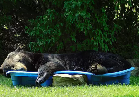 VIDEO | Locul în care un urs a decis să tragă un pui de somn. Imaginea a devenit virală