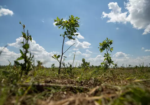 VIDEO | Cum să îngropi 2,4 milioane de euro. La peste doi ani de la primele plantări, Parcul Memoriei Naţionale de lângă Mărășești arată ca un deşert
