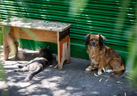 Sterilizare și microcipare gratuită pentru 10.000 de câini și pisici fără pedigree din București