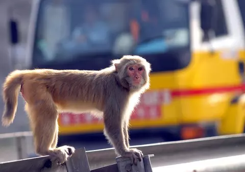 Vaccinul anti-COVID dezvoltat de compania Moderna, rezultate promițătoare la testarea pe maimuțe