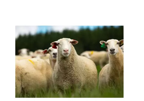 (Publicitate) Transport animale in cele mai bune conditii!