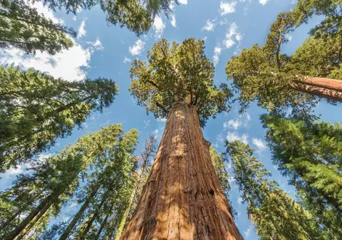 Femeie bolnavă de COVID din Australia, obligată să se izoleze sub un copac, în lipsa spațiilor de carantinare