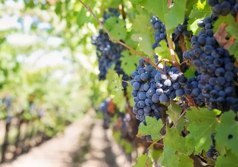 Viticultorii francezi transformă vinul în gel dezinfectant, pentru a-și salva afacerile