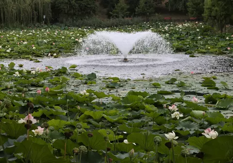 FOTOREPORTAJ | Lacul din Parcul Circului este plin cu nuferi. Peisaj de poveste în inima Bucureștiului