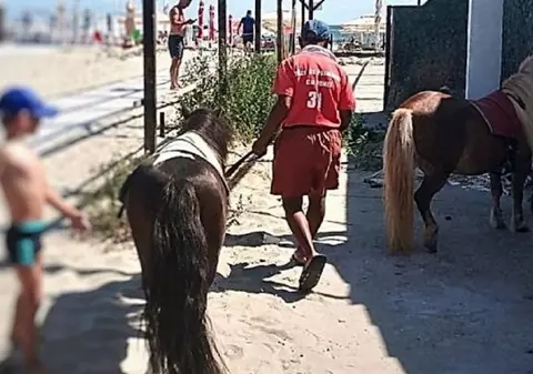 Amendă uriașă. Doi ponei plimbați pe caniculă pe plaja din Mamaia, pentru distracția turiștilor, au fost confiscați de polițiști