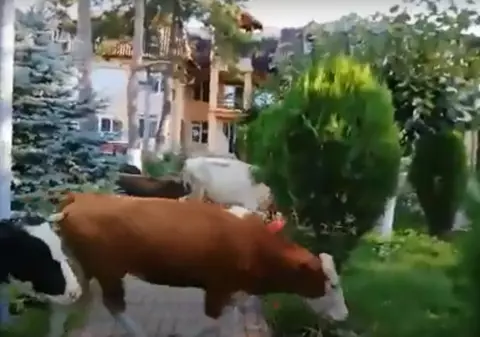 VIDEO | Protest inedit în județul Prahova. Un crescător de animale și-a lăsat vacile în curtea Primăriei