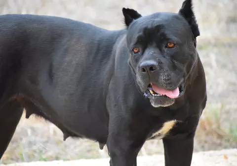 Un tulcean acuză că i-au fost furați câinii pentru a fi mâncați. Poliția a deschis dosar penal