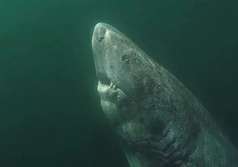 Un rechin de aproape 400 de ani este cea mai bătrână vertebrată vie cunoscută de pe planetă