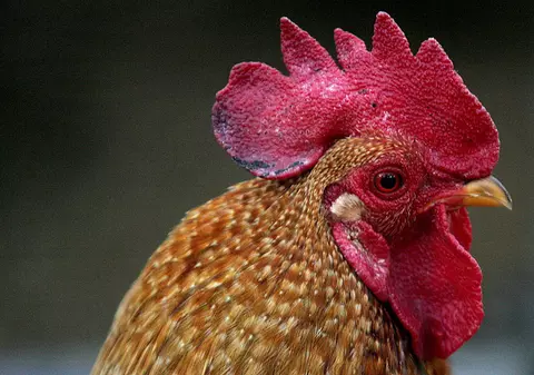 Un pensionar din Italia, amendat cu 166 de euro, din cauza cocoșului său care îi trezește pe vecini cu noaptea în cap