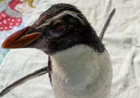 Pinguinul care se uită la desene animate pentru a nu se simți singur și trist