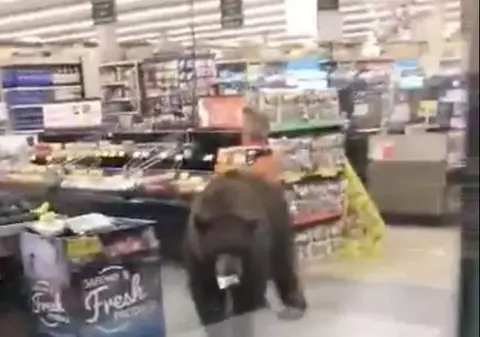 VIDEO | Urs surprins “la cumpărături” într-un supermarket din California