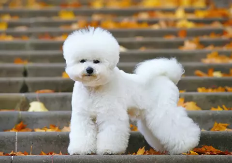 Bichon Frise - ce temperament are patrupedul expresiv cu blană albă și pufoasă