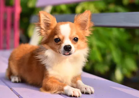 Chihuahua - Personalitate și caracteristici. Cum se dresează cel mai mic câine din lume