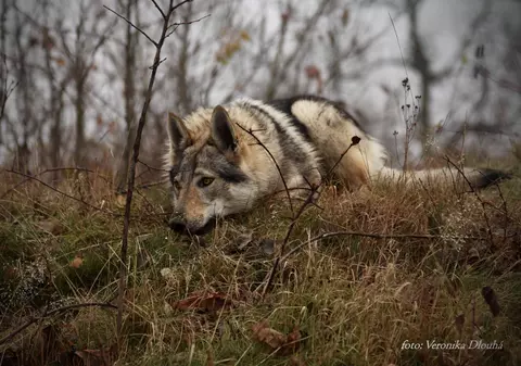 O familie din Cehia şi-a pierdut câinele pe Transfăgărășan. Recompensă de 4.000 de lei pentru cine îl găseşte