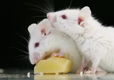 Otrava de șobolani cu care s-au intoxicat copiii din Iași, luată de un unchi de la serviciu. “Nu se găsește în magazinele obișnuite”