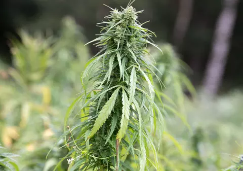 Traficanți inventivi într-o comună din Olt: au cultivat droguri în vița-de-vie