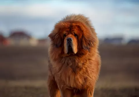 Mastiff Tibetan - ce caracteristici are și cum se dresează unul dintre cei mai puternici câini