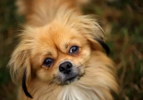 Pechinez - ce caracteristici are cel mai cunoscut câine din lume