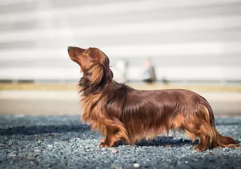 Rasa Dachshund - personalitatea celui mai cunoscut câine de vânătoare