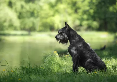 Rasa Schnauzer - ce caracteristici are câinele cu sprâncene lungi
