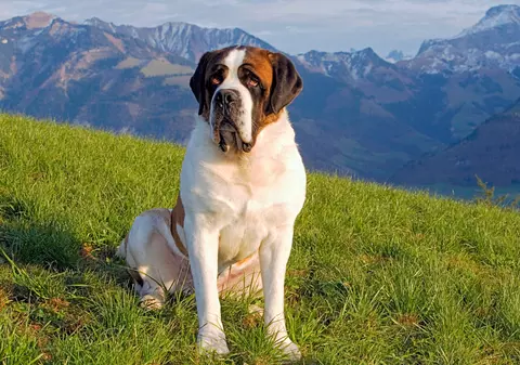 Saint Bernard - ce temperament și personalitate are cel mai iubit câine din lumea întreagă