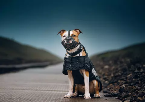 Medic veterinar din Giurgiu, după cazul femeii omorâte de un Amstaff: “Când ai un asemenea câine, ar trebui să treci un test psihologic”