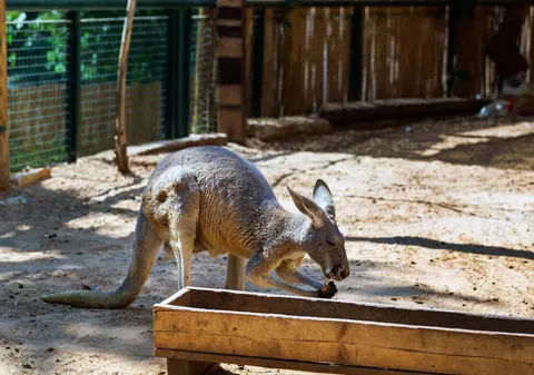 Toți cangurii de la Zoo Timișoara, uciși de maidanezi. Câinii au intrat noaptea în grădina zoologică