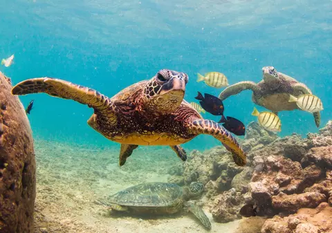 Și oceanele se chinuie să respire. Viețuitoarele marine suferă din cauza încălzirii globale și a poluării cauzate de noi