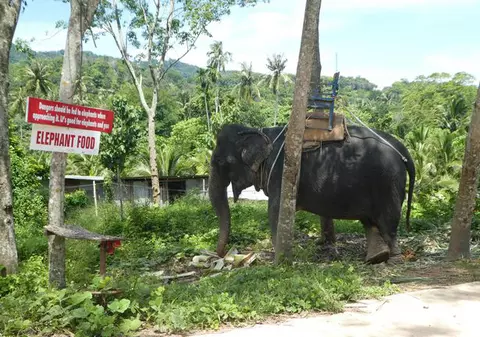 Un elefant înfometat și chinuit și-a găsit sufletul pereche într-o rezervație, după o viață petrecută în lanțuri