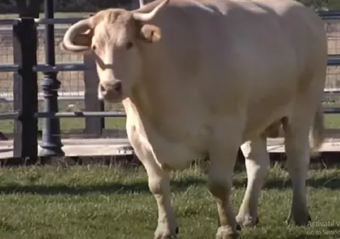 VIDEO | Cel mai mare taur din lume cântărește peste două tone. Animalul consumă zilnic 50 de kilograme de hrană